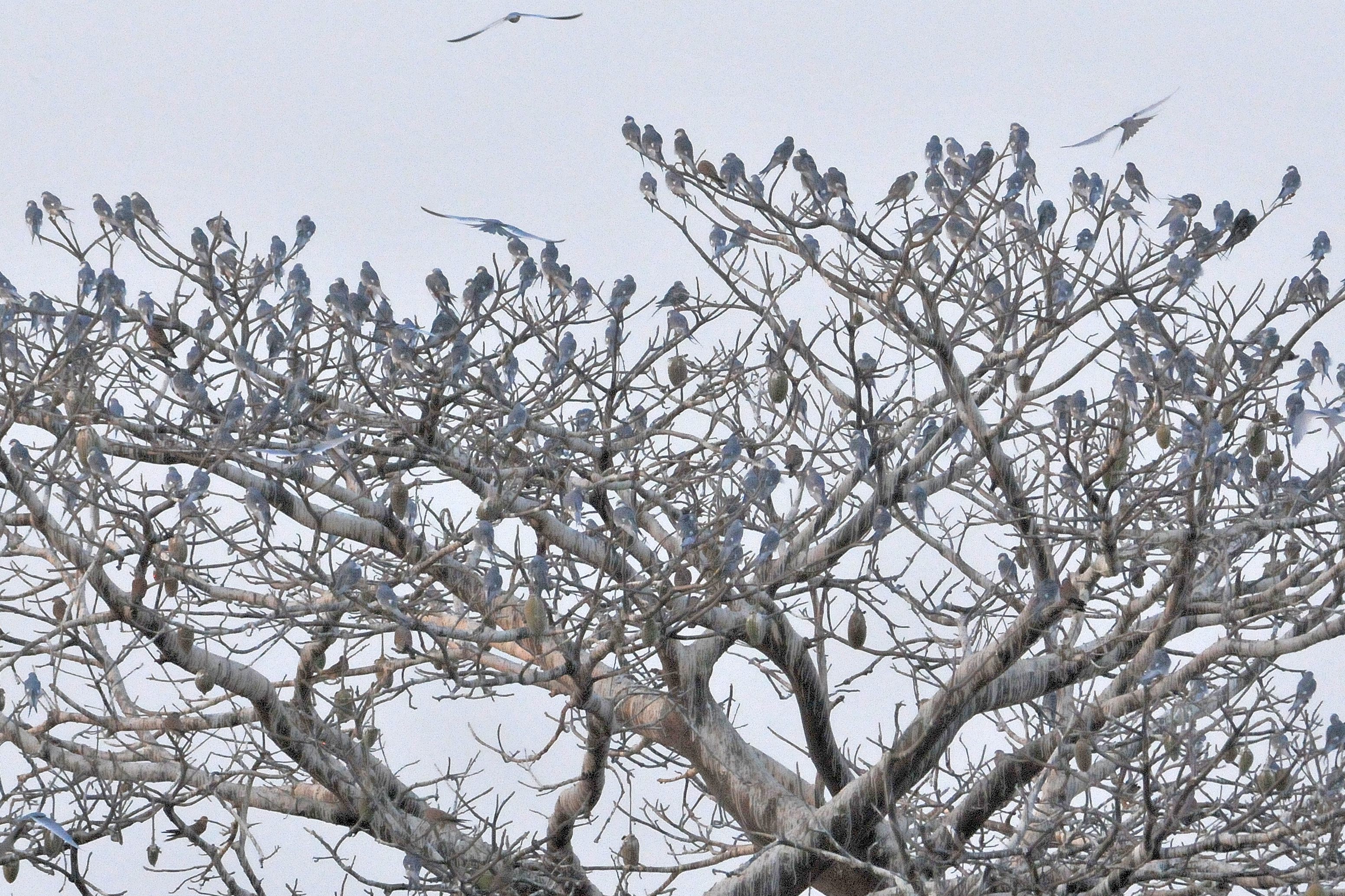 Elanions Naucler rassemblés avec quelques Faucons Crécerellette au sommet d'un grand baobab pour y passer la nuit, Ile de Kousmar, Ndiafatte.